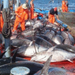 Le ministère de l’Agriculture élabore une étude pour améliorer la gouvernance des services portuaires