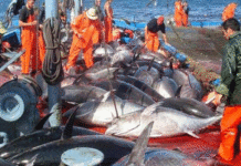 Le ministère de l’Agriculture élabore une étude pour améliorer la gouvernance des services portuaires