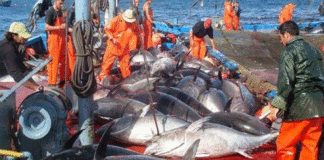 Le ministère de l’Agriculture élabore une étude pour améliorer la gouvernance des services portuaires