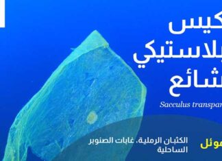 Campagne choc : des « espèces invasives » fictives dénoncent les déchets plastiques en Méditerranée