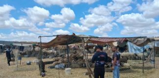 Le mouton de l’Aïd à prix d’or : autopsie d’un marché en état de choc à Mnihla mouton Aid 2026