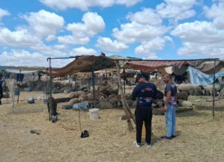 Le mouton de l’Aïd à prix d’or : autopsie d’un marché en état de choc à Mnihla mouton Aid 2026