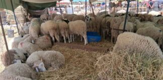 Aïd al-Adha 2026 : Derrière la flambée des prix, la détresse des éleveurs tunisiens face aux spéculateurs AId Al adha