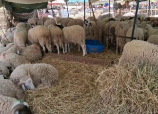 Aïd al-Adha 2026 : Derrière la flambée des prix, la détresse des éleveurs tunisiens face aux spéculateurs AId Al adha
