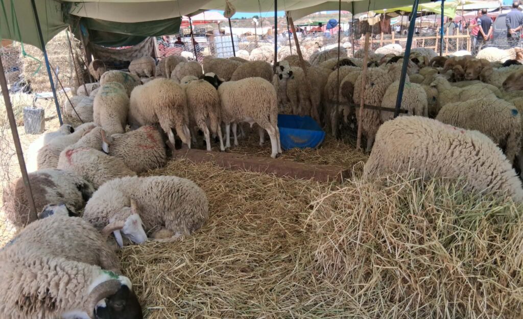 Mouton_Aid_Elkebir_2026A