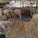 Entre inflation et sécheresse, le rituel de l’Aïd est-il devenu un luxe inaccessible en Tunisie ? Mouton_Aid_Elkebir_2026A