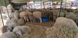 Entre inflation et sécheresse, le rituel de l’Aïd est-il devenu un luxe inaccessible en Tunisie ? Mouton_Aid_Elkebir_2026A