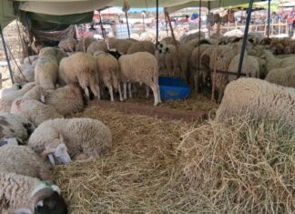 Entre inflation et sécheresse, le rituel de l’Aïd est-il devenu un luxe inaccessible en Tunisie ? Mouton_Aid_Elkebir_2026A