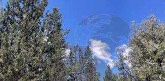 Henchir El Naâm à Siliana : un arboretum centenaire au cœur de la biodiversité en Tunisie