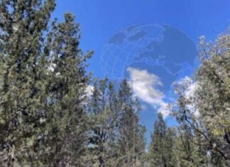 Henchir El Naâm à Siliana : un arboretum centenaire au cœur de la biodiversité en Tunisie