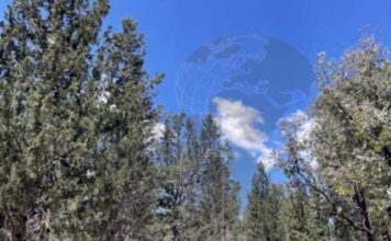Henchir El Naâm à Siliana : un arboretum centenaire au cœur de la biodiversité en Tunisie