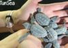 Journée mondiale de la tortue : TunSea alerte sur la nécessité de protéger les espèces marines