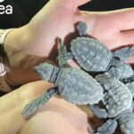 Journée mondiale de la tortue : TunSea alerte sur la nécessité de protéger les espèces marines