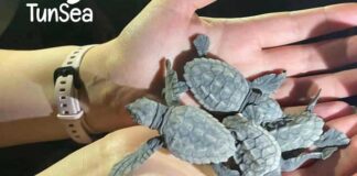 Journée mondiale de la tortue : TunSea alerte sur la nécessité de protéger les espèces marines