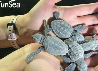 Journée mondiale de la tortue : TunSea alerte sur la nécessité de protéger les espèces marines