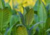 Quelle est la plante “Nicotiana glauca” qui a provoqué le drame de Meknassi et comment agit-elle sur l’organisme ? Nicotiana glauca
