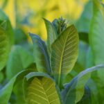 Quelle est la plante “Nicotiana glauca” qui a provoqué le drame de Meknassi et comment agit-elle sur l’organisme ? Nicotiana glauca