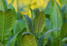Quelle est la plante “Nicotiana glauca” qui a provoqué le drame de Meknassi et comment agit-elle sur l’organisme ? Nicotiana glauca