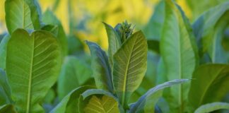 Quelle est la plante “Nicotiana glauca” qui a provoqué le drame de Meknassi et comment agit-elle sur l’organisme ? Nicotiana glauca