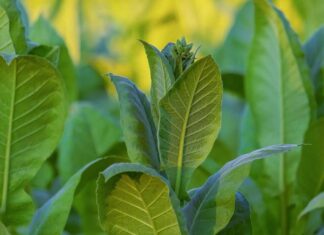 Quelle est la plante “Nicotiana glauca” qui a provoqué le drame de Meknassi et comment agit-elle sur l’organisme ? Nicotiana glauca