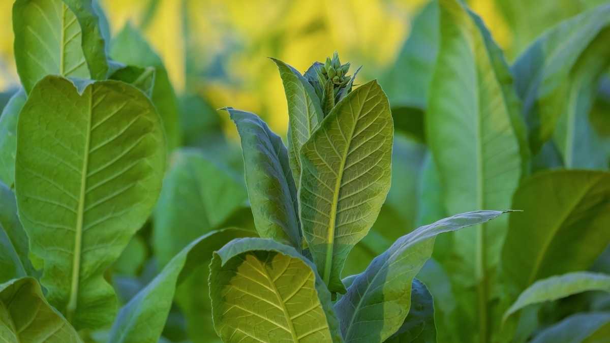 Nicotiana glauca