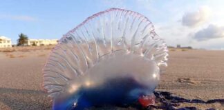 Côtes tunisiennes : observation de trois nouveaux galions portugais, organisme marin venimeux