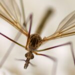 Invasion d’insectes à Bizerte : Pourquoi ce ne sont PAS des moustiques et comment s’en protéger chironomide insecte