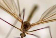Invasion d’insectes à Bizerte : Pourquoi ce ne sont PAS des moustiques et comment s’en protéger chironomide insecte