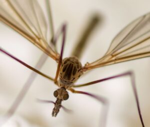 chironomide insecte