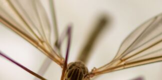 Invasion d’insectes à Bizerte : Pourquoi ce ne sont PAS des moustiques et comment s’en protéger chironomide insecte