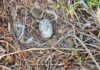 Biodiversité en Tunisie : appel à protéger le Goéland d’Audouin sur les îles de Zembra et Zembretta