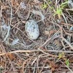 Biodiversité en Tunisie : appel à protéger le Goéland d’Audouin sur les îles de Zembra et Zembretta