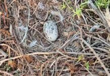 Biodiversité en Tunisie : appel à protéger le Goéland d’Audouin sur les îles de Zembra et Zembretta