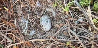 Biodiversité en Tunisie : appel à protéger le Goéland d’Audouin sur les îles de Zembra et Zembretta