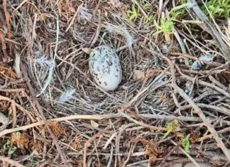 Biodiversité en Tunisie : appel à protéger le Goéland d’Audouin sur les îles de Zembra et Zembretta
