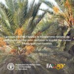 Le projet BIOREST soutient un programme national stratégique pour renforcer la compétitivité et la crédibilité des dattes biologiques tunisiennes