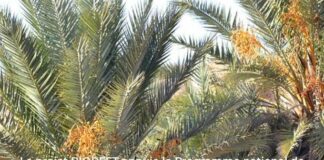 Le projet BIOREST soutient un programme national stratégique pour renforcer la compétitivité et la crédibilité des dattes biologiques tunisiennes
