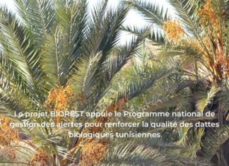 Le projet BIOREST soutient un programme national stratégique pour renforcer la compétitivité et la crédibilité des dattes biologiques tunisiennes