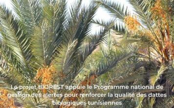 Le projet BIOREST soutient un programme national stratégique pour renforcer la compétitivité et la crédibilité des dattes biologiques tunisiennes