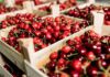 Siliana : une production de cerises estimée à 8 250 tonnes malgré des contraintes structurelles