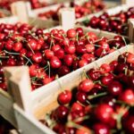 Siliana : une production de cerises estimée à 8 250 tonnes malgré des contraintes structurelles