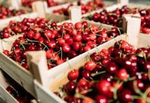 Siliana : une production de cerises estimée à 8 250 tonnes malgré des contraintes structurelles