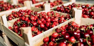 Siliana : une production de cerises estimée à 8 250 tonnes malgré des contraintes structurelles