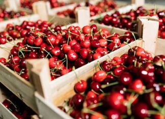 Siliana : une production de cerises estimée à 8 250 tonnes malgré des contraintes structurelles