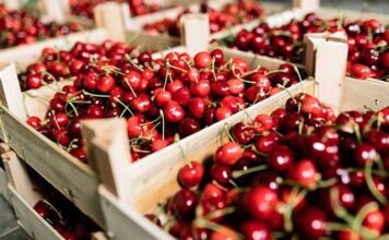 Siliana : une production de cerises estimée à 8 250 tonnes malgré des contraintes structurelles