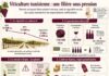 Viticulture tunisienne : L’hémorragie silencieuse d’un fleuron économique en péril Infographie Viticulture Vinicole