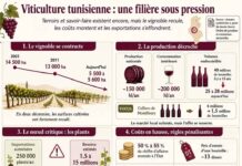 Viticulture tunisienne : L’hémorragie silencieuse d’un fleuron économique en péril Infographie Viticulture Vinicole