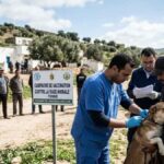 Rage animale en Tunisie : La FAO et le gouvernement lancent un manuel national Rage chiens