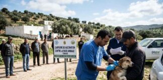 Rage animale en Tunisie : La FAO et le gouvernement lancent un manuel national Rage chiens