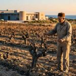 Déclin du vignoble tunisien : anatomie d’un effondrement agricole et industriel annoncé Vignoble Tunisien Crise